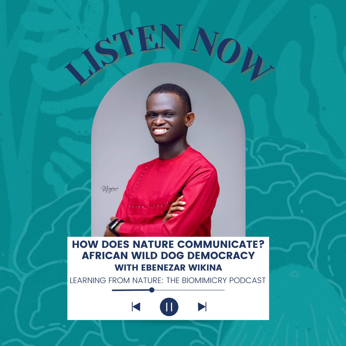 Can nature help us design more inclusive democracies? What is at the intersection of #nature and #publicpolicy? 

On #TheBiomimicryPodcast I speak about my observations of the 'sneeze voting' system found in African Wild dogs &amp; potential applications: open.spotify.com/episode/5VD8nw…