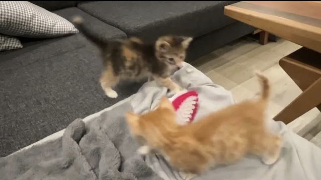 When smol kittens play there is always something to laugh about

youtu.be/l6RtsWeF0tQ

#puppylife #kedilerindünyası #babykitten #katzenleben #katze #kater #katzenaufyoutube #kediler #kitten #babykatzen #tomcat #babykatzen #babycat #babykatha #gato #gatosengraçados #кошка