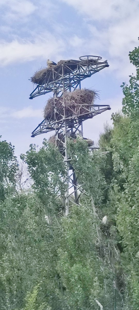 MercheAlme's tweet photo. @NetflixES Se me antoja una de terror, porque casualmente hay un par de palomas dándome el coñazo a las 7 am 😂 https://t.co/lJmHl1BMLC