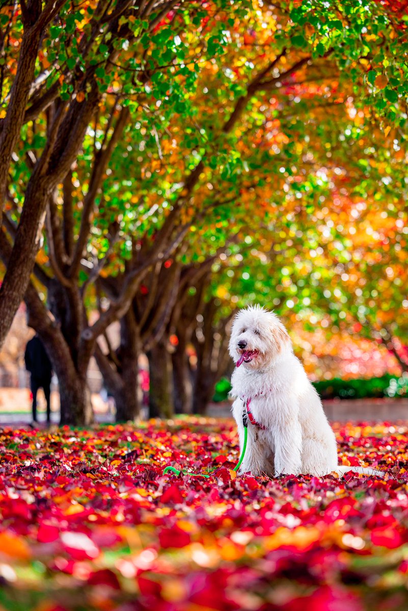 T G I F ! !

🍁🍂🍁🍂🍁
.
.
.
#flashbackfriday #autumnhues #lastdaysofautumn #tgif @visitcanberra #dogsofcanberra @Australia