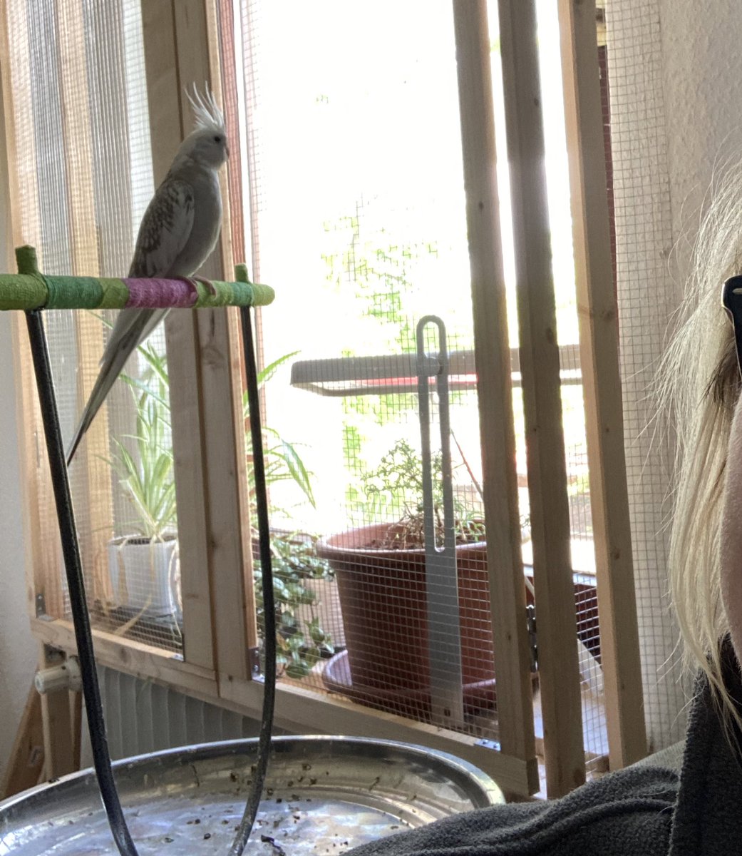 cookie_kikki's tweet photo. Heute ist die Menschin sehr glücklich.
Es wäre wohl ganz toll, dass ich Hirse aus ihrer Hand fresse.
🙄 Menschen https://t.co/NFRZEd4w34