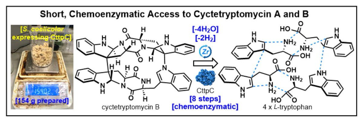 Short, Chemoenzymatic Access to Cyctetryptomycin A and B, appearing today in @ChemRxiv: chemrxiv.org/engage/chemrxi…