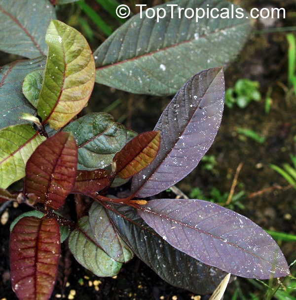toptropicals's tweet photo. #Psidium guajava- #Guavatree Ruby Supreme is one of the best guavas for the home garden. This highly productive cultivar produces pear-shaped guavas with thick, pink flesh.Very reliable, heavy producer. Will fruit in container.
https://t.co/xavObrnKZv
#exoticfruits
#FridayFeeling https://t.co/P5QtmmEohR