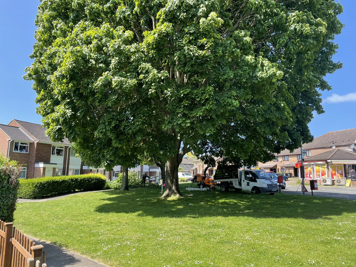 ValBurnage's tweet photo. Why are these trees being cut in nesting season, @TMBC_Kent ? There’s a magpie’s nest in one of them. We love these trees and are glad they’re being cared for but why not wait a month?! 😓 https://t.co/nujEYziyws