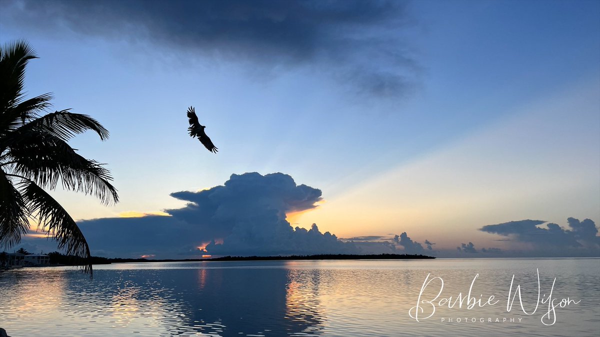 Awesome way to start my day! An osprey with a fish and a #keywest #sunrise! Good morning!  #RED (remember all deployed on Friday wear Red!) 🇺🇸❤️🤍💙
