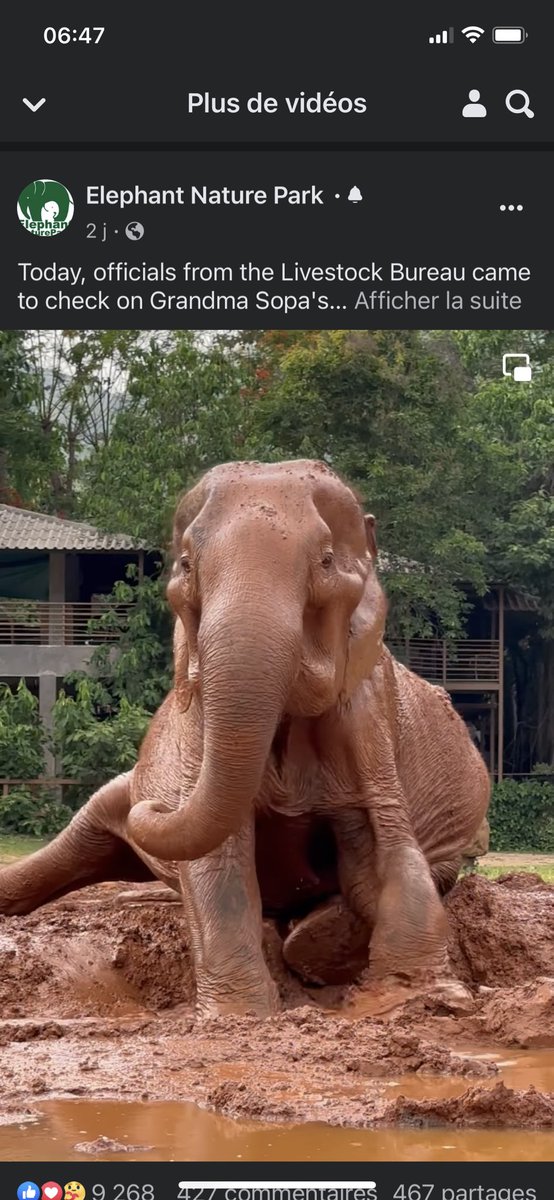 Lucycrew7's tweet photo. @KarenMaureen @lek_chailert @ElephantNatureP @AmarjeetSohiYEG @CityofEdmonton @edmontonjournal @GlobalEdmonton @YEGMayorOffice @AndrewKnack she old she have 82 years and her owner could no longer feed her @lek_chailert save her after 2 days of freedom in #Sanctuary @ElephantNatureP she enjoy her #Freedom 👇#FreeSopa #FreeLucy https://t.co/kOE15nMhfU