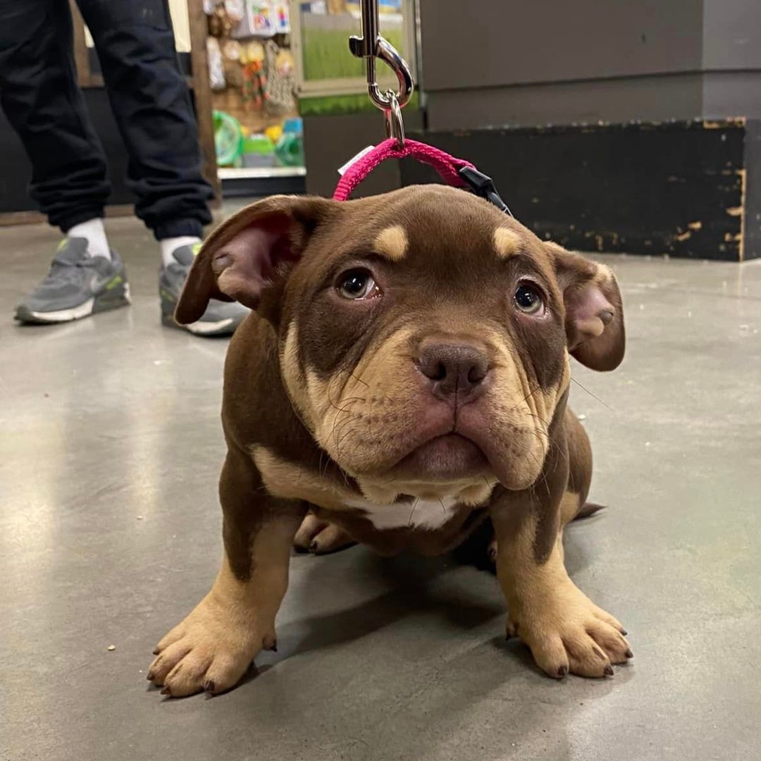PetworldIreland's tweet photo. 🐾 Calling all good boys and girls! 🐶🐾
Bring your beloved pet over to Petworld, and let us shower them with treats, toys, and all the attention they deserve! 🎉🐾
Find a store near you https://t.co/BuNwd8UOHK

#Petworld #GoodBoysAndGirls #FurryFriends #PetsOfInstagram https://t.co/IJYNRoXznZ