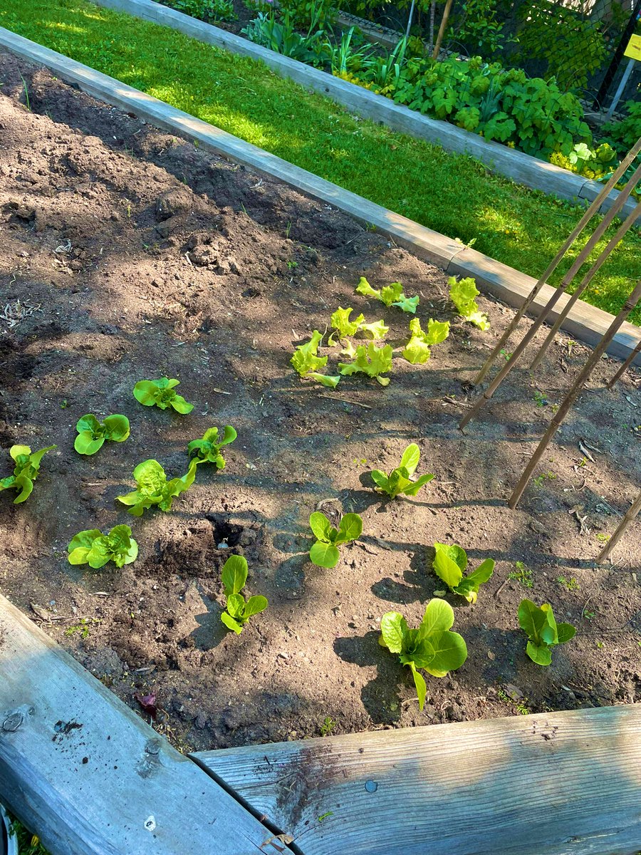 MsKirkup's tweet image. Last week, @ImmaculataOCSB Inclusion students planted some onions &amp;amp; potatoes at The Children’s Garden in Old Ottawa East! #BeCommunity @OttCatholicSB @OCSBSpecEd