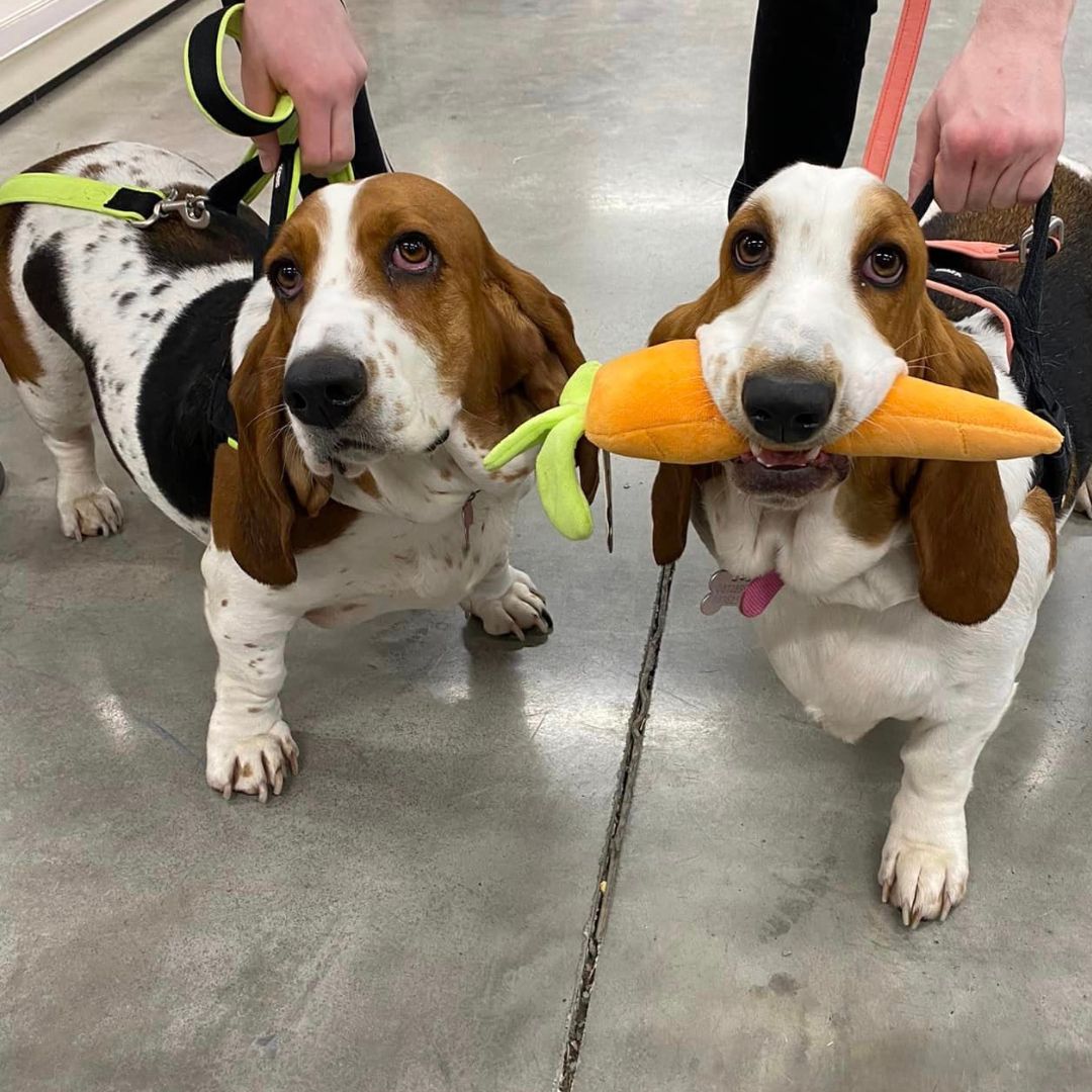 PetworldIreland's tweet photo. 🐾 Calling all good boys and girls! 🐶🐾
Bring your beloved pet over to Petworld, and let us shower them with treats, toys, and all the attention they deserve! 🎉🐾
Find a store near you https://t.co/BuNwd8UOHK

#Petworld #GoodBoysAndGirls #FurryFriends #PetsOfInstagram https://t.co/IJYNRoXznZ