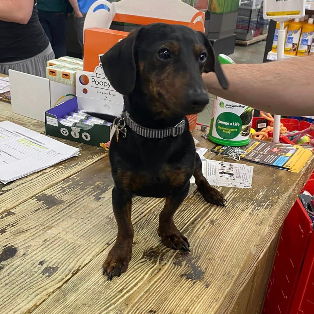 🐾 Calling all good boys and girls! 🐶🐾
Bring your beloved pet over to Petworld, and let us shower them with treats, toys, and all the attention they deserve! 🎉🐾
Find a store near you pulse.ly/4oih4qye2i

#Petworld #GoodBoysAndGirls #FurryFriends #PetsOfInstagram