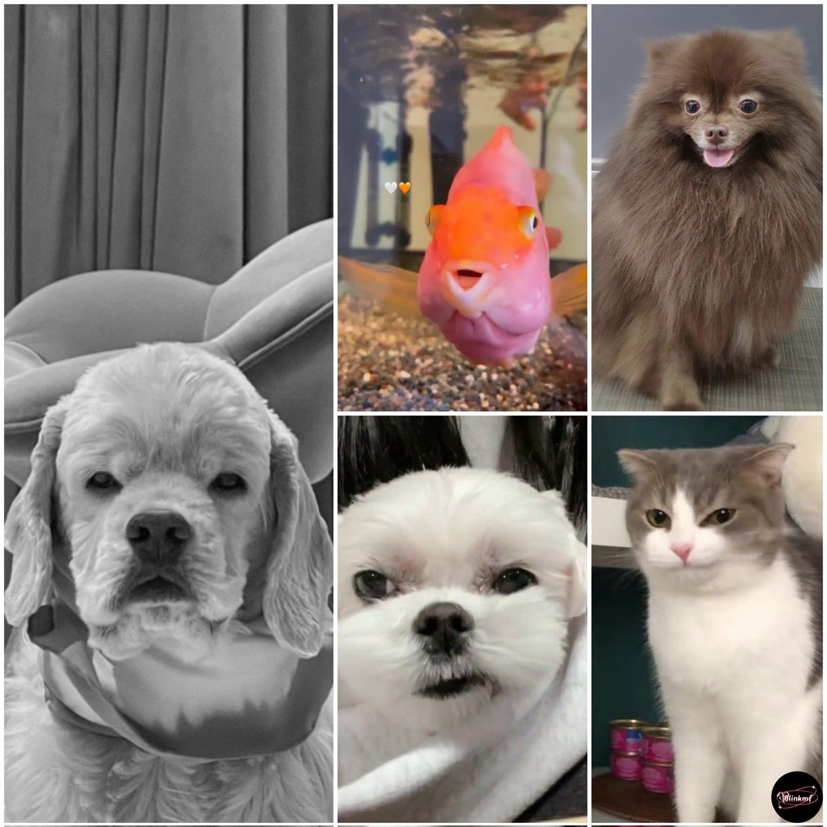 blinkmf's tweet photo. [bp] petpink gen 1 tinggal, Joohwangie, Dalgom, Kuma, Leo 🤧 Rest in Love Kai (Jennie's dog) 💕 https://t.co/yqNoITYULT