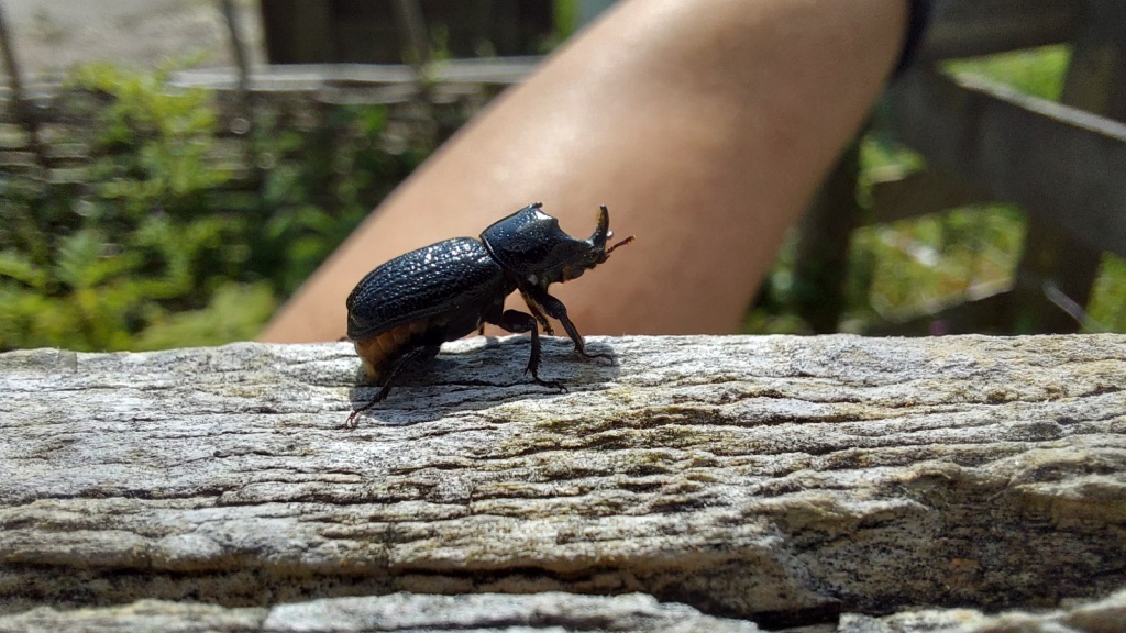 SEWBReC (@SEWBReC) on Twitter photo 2023-05-26 11:08:24 #RecordOfTheWeek today is a fabulous Rhinoceros Beetle (Sinodendron cylindricum) spotted by Fiona Perry at Amelia Trust Farm in Barry. Thanks very much for the record & photos, submitted via sewbrecord.org.uk #RecordOfTheWeek today is a fabulous Rhinoceros Beetle (Sinodendron cylindricum) spotted by Fiona Perry at Amelia Trust Farm in Barry. Thanks very much for the record & photos, submitted via sewbrecord.org.uk