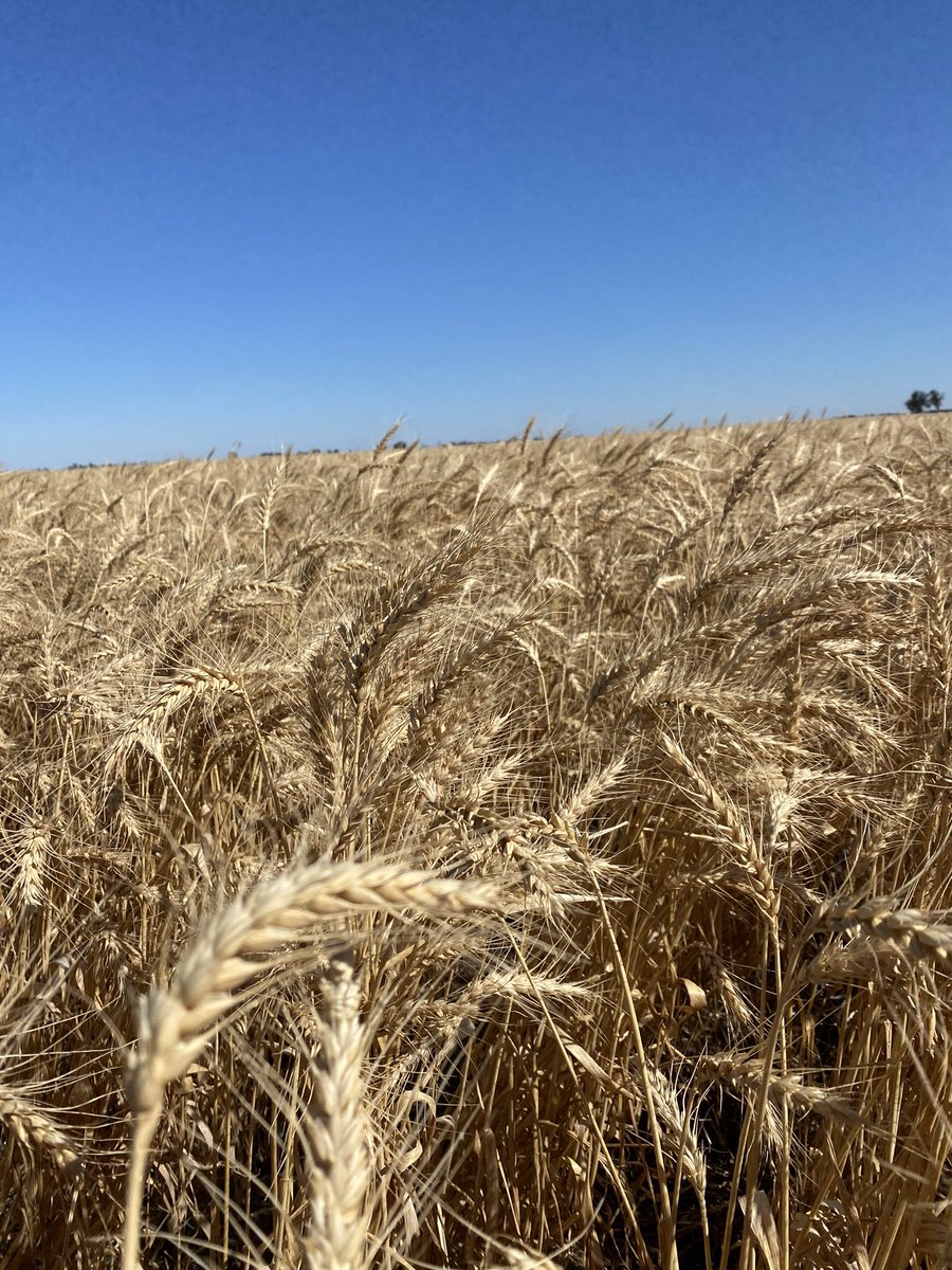 ryan_milgate's tweet photo. Today I had the unique opportunity to deliver the first commercial quantity of Arista (high amylose) wheat for milling in Australia into Allied Pinnacle mills, an exciting project showing great potential.
@agtbreeding @farmtradedavy @matthew_sparke @FarmTradeAU @AgriChainAU https://t.co/n09peatUu8