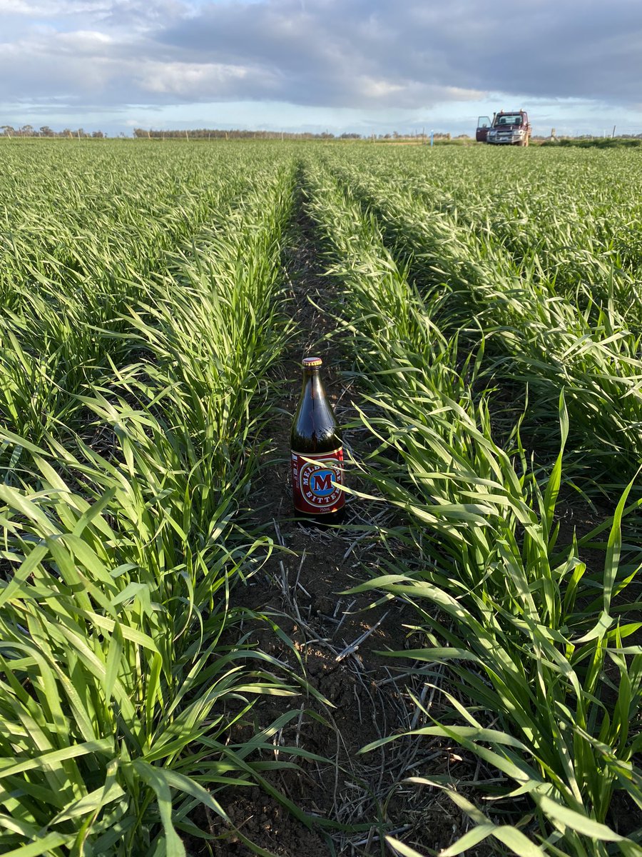 ryan_milgate's tweet photo. Today I had the unique opportunity to deliver the first commercial quantity of Arista (high amylose) wheat for milling in Australia into Allied Pinnacle mills, an exciting project showing great potential.
@agtbreeding @farmtradedavy @matthew_sparke @FarmTradeAU @AgriChainAU https://t.co/n09peatUu8
