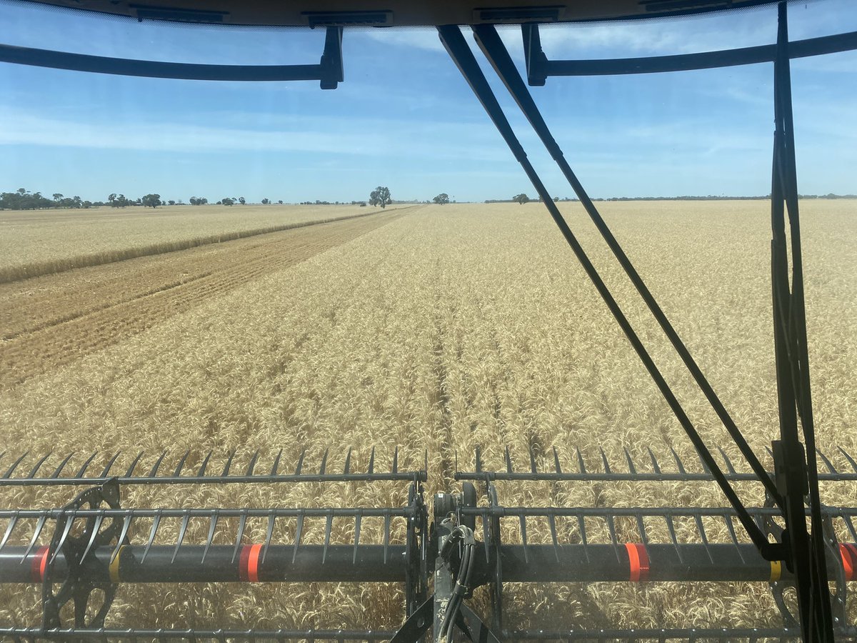 ryan_milgate's tweet photo. Today I had the unique opportunity to deliver the first commercial quantity of Arista (high amylose) wheat for milling in Australia into Allied Pinnacle mills, an exciting project showing great potential.
@agtbreeding @farmtradedavy @matthew_sparke @FarmTradeAU @AgriChainAU https://t.co/n09peatUu8