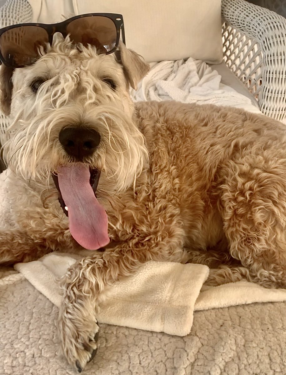 Getting My Friday Vibe On!
#wheatenterrier #friday #dogsoftwitter #chilling