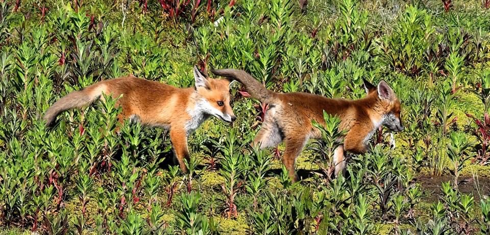 YorksWildlife's tweet image. Lovely to see four fox cubs frolicking and tumbling in the sunshine close to Turret Hide at North Cave Wetlands last week. 🦊

Many thanks to Paul Lyons for these fox-tastic shots! 👏

@YWT_North #northcavewetlands #foxcubs