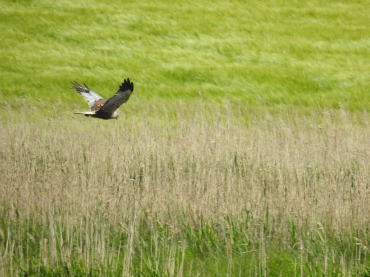 Ian (@itfcian) on Twitter photo <a href="/coastalwarden/">SWT North East Suffolk Warden</a>
Lovely views(not pics!) of this wing tagged male Marsh Harrier at Hen Reedbeds earlier. A stunner🙂 <a href="/coastalwarden/">SWT North East Suffolk Warden</a>
Lovely views(not pics!) of this wing tagged male Marsh Harrier at Hen Reedbeds earlier. A stunner🙂