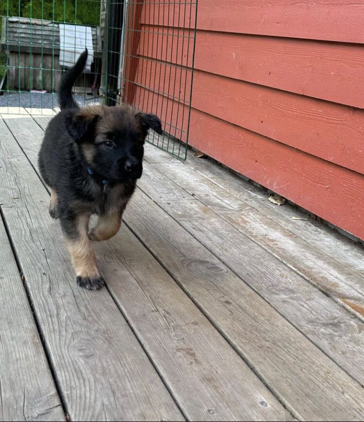 emilyschittz's tweet photo. Contact Emilyschittz for a good product delivery 🚚 is very good and good discount also! You can also contact on IG : 

https://t.co/SaN7i0SIS2
Or contact on Facebook :Emily schittz for more information. https://t.co/qacCE3I93q