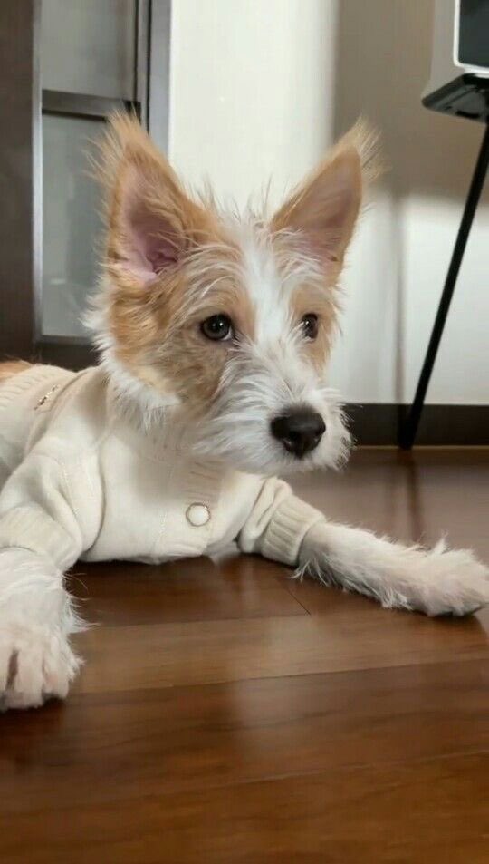 pointza55's tweet photo. หมาสีนี้หน้าดื้อทุกตัวเลยปะ

#ROSÉ https://t.co/E8s2hCcZmJ