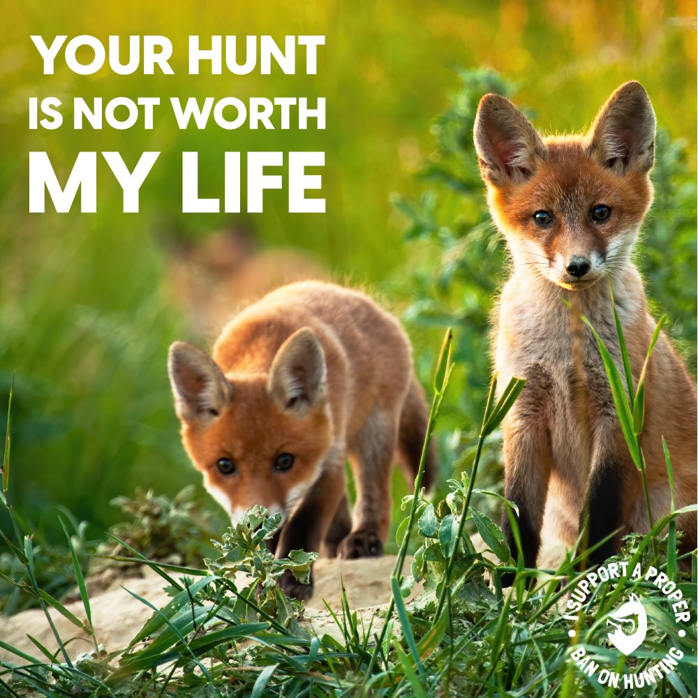 Sign our petition calling for a proper ban on all hunting with hounds⬇️ 
protectthewild.org.uk/our-campaigns/…