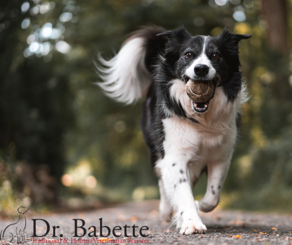 Please check out our website we have some amazing products!  bit.ly/3uuBGeq

“The road to my heart is filled with paw prints.” — Unknown

#veterinarymedicine #dog #regerativemedicine #rehabmedicine #healthcare #medicalservice #holistichealth #holisticvetcare
