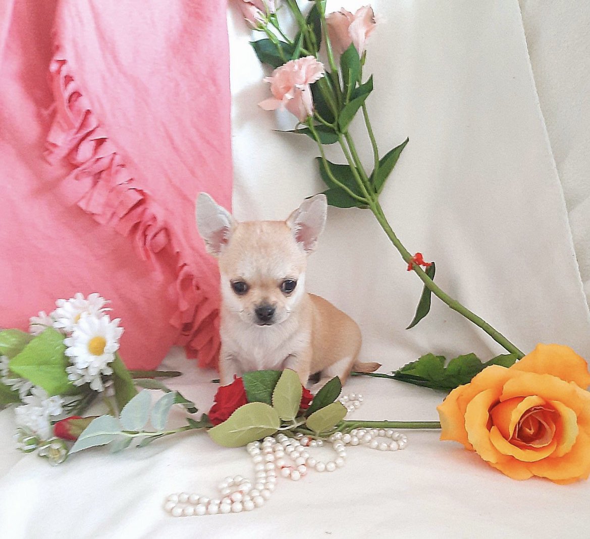PuppyFindEurope's tweet photo. 🐾🌟 Discover the charm of Chihuahua puppies! 🌟🐶

#ChihuahuaPuppies #CutestCompanions #AdorableAF https://t.co/9bF1TxN5LB