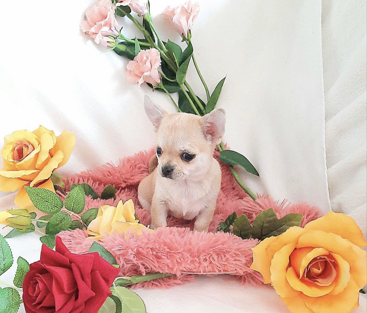 PuppyFindEurope's tweet photo. 🐾🌟 Discover the charm of Chihuahua puppies! 🌟🐶

#ChihuahuaPuppies #CutestCompanions #AdorableAF https://t.co/9bF1TxN5LB