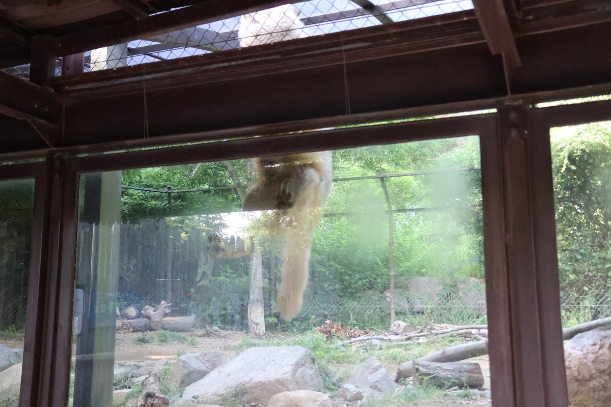 kuku_ukiuki's tweet photo. はみ出るほどのジャンプ！

📷20230526
#とくしま動物園
#シンリンオオカミ https://t.co/llMtybMytX