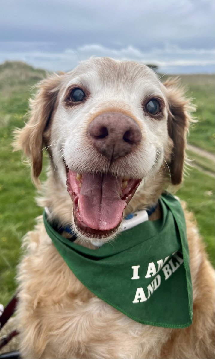 SpanielsSuper's tweet photo. @SaveOurSpaniels THANK YOU SOS!

Look what you have done for me 👍❤️
#FromThat #ToThis https://t.co/8rNQOpqR8B
