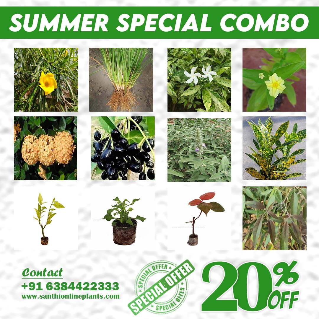 Summer Special Combo

santhionlineplants.com/product/summer…    

#gardening #organicgardening #gardeninglife #urbangardening #gardeningtips #gardeningisfun #gardeningaustralia #containergardening #indoorgardening #gardeningismytherapy #gardeninglove #thehappygardeninglife #homegardening