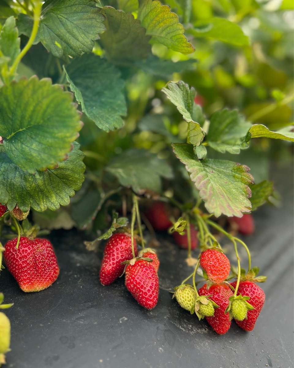 🍓🍓It’s a banner year for berries!🍓🍓 Want to get in on the fun? Find a strawberry patch near you with our 2023 guide to Pick Your Own Strawberries: bit.ly/VAF-UPick-Stra…

#vafoodie⁠ #Wine #vawine
📷: @vafoodie