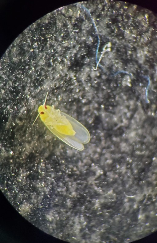 Exciting news! 🌿🔬A groundbreaking publication on controlling the cassava whitefly pest and virus vector using natural botanical oils is out now! 📚🌱 This study demonstrates the enormous potential of eco-friendly solutions in protecting our cassava crops. #PublicationAlert