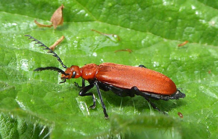 Cofnod (@cofnod) on Twitter photo 2023-05-26 11:53:03 Cofnod #RecordOfTheWeek is this amazing Red-headed Cardinal Beetle (Pyrochroa serraticornis) recorded by Wendy McCarthy on the Great Orme. Cofnod #RecordOfTheWeek is this amazing Red-headed Cardinal Beetle (Pyrochroa serraticornis) recorded by Wendy McCarthy on the Great Orme.