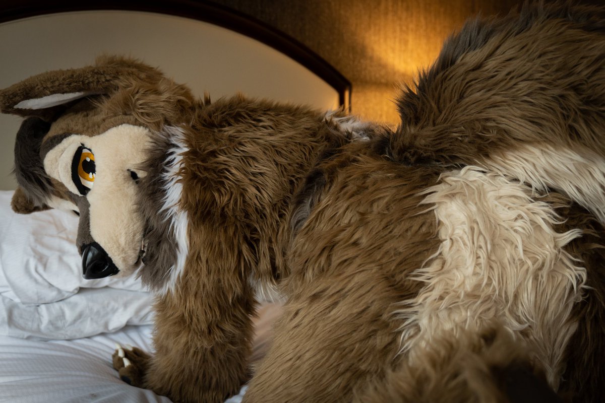 You get this look from a wolf eyeing you from the comfy bed. Looks like he already wants snugs! I wonder what happens next 😘

📸:<a href="/composingwolf/">Slate</a> 

#furry #furryfandom #FursuitFriday