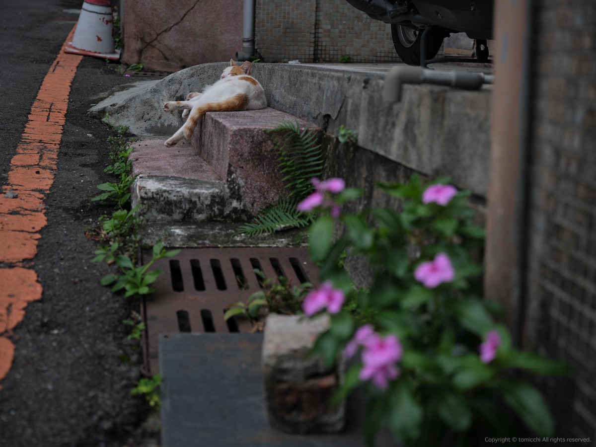 #Taiwan #Tamsui #FUJIFILM #gfx100s #gf3264 #ProNegStd