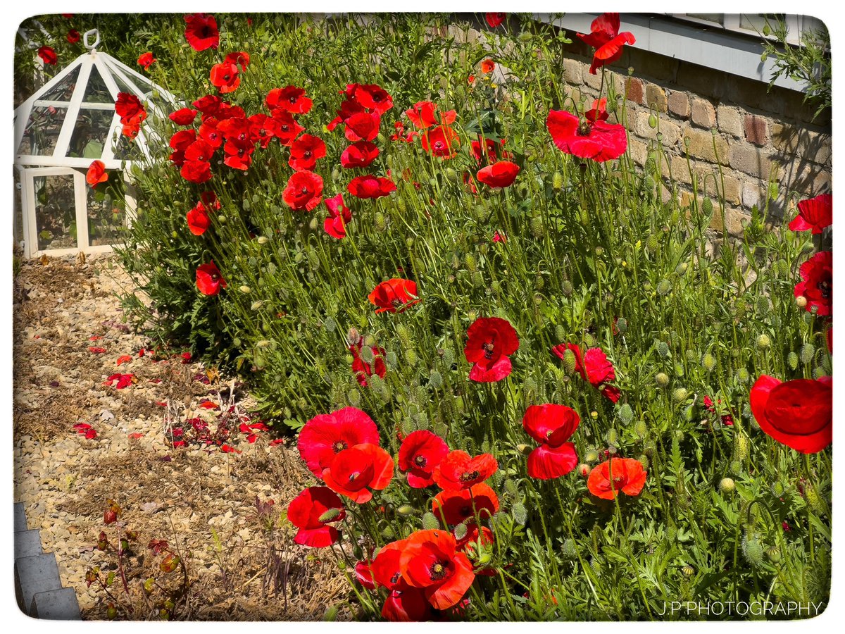 J.P Photography tweet media