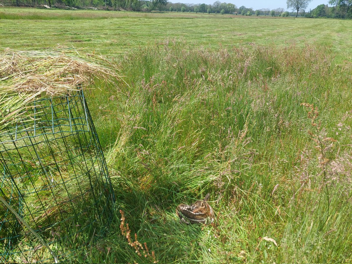 na het maaien halen we de "hokjes" weer weg, we laten op t perceel stroken staan om ze de mogelijkheid tot beschutting te geven, op deze manier hoeven we ze niet aan te raken en zien we vaak  als de rust is weer gekeerd binnen enkele uren dat de moeder weer bij t kalfje is