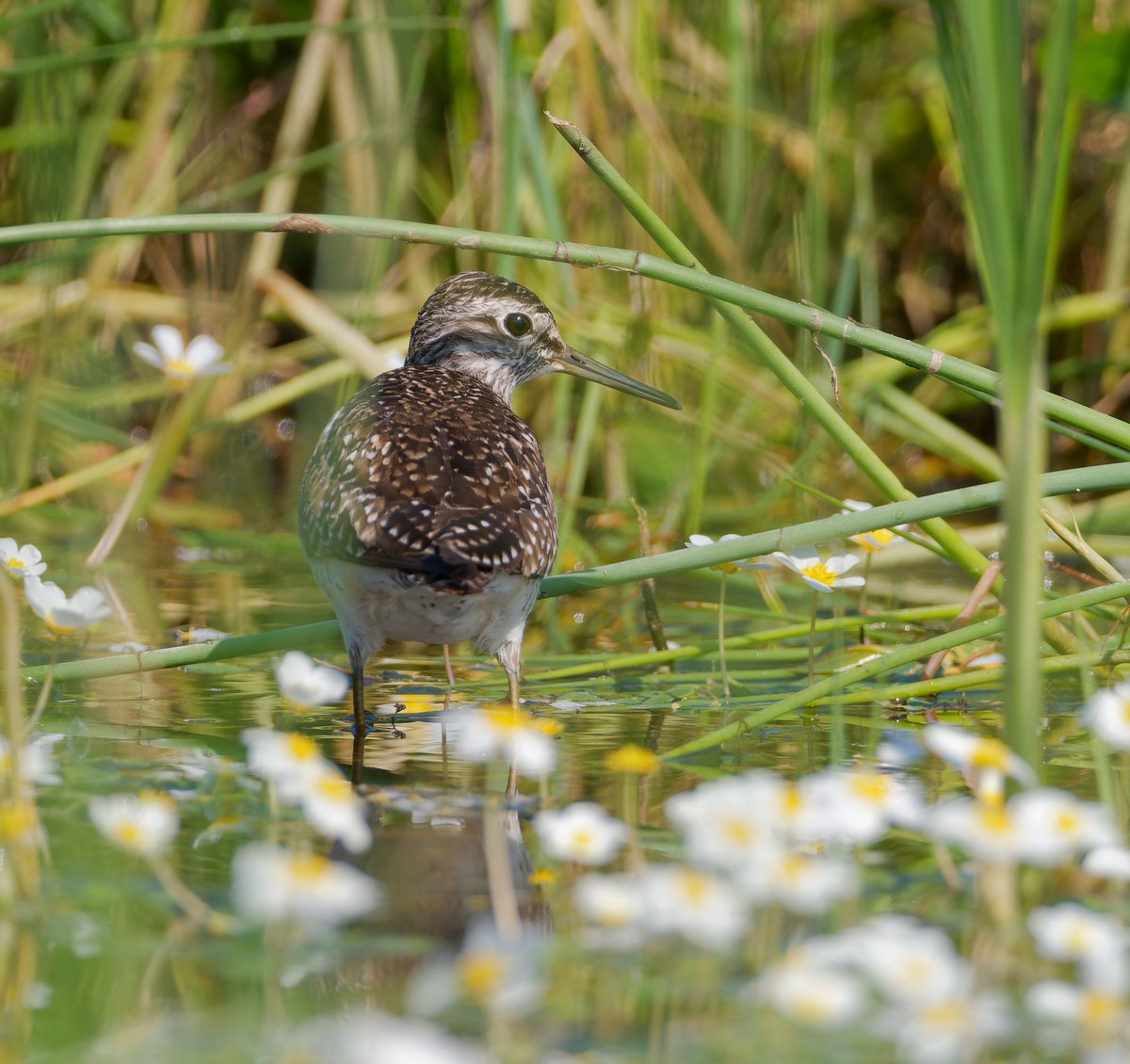 Paul Roberts tweet media