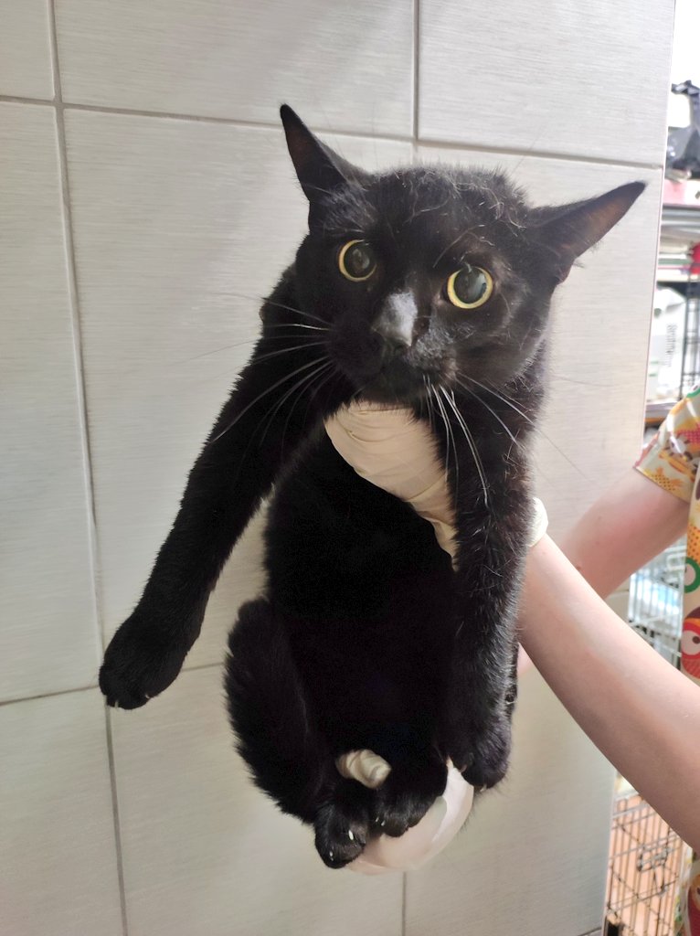 ребят, Питер. попросили помощи в поиске дома для вот таких пацанов. сейчас сидят в стационаре клиники Гелиэт. здоровы, вакцинированы, кастрированы. возраст у обоих - примерно год, совсем молодые.
если вдруг кто-то захочет взять, звоните сразу куратору
89627244506 Татьяна.