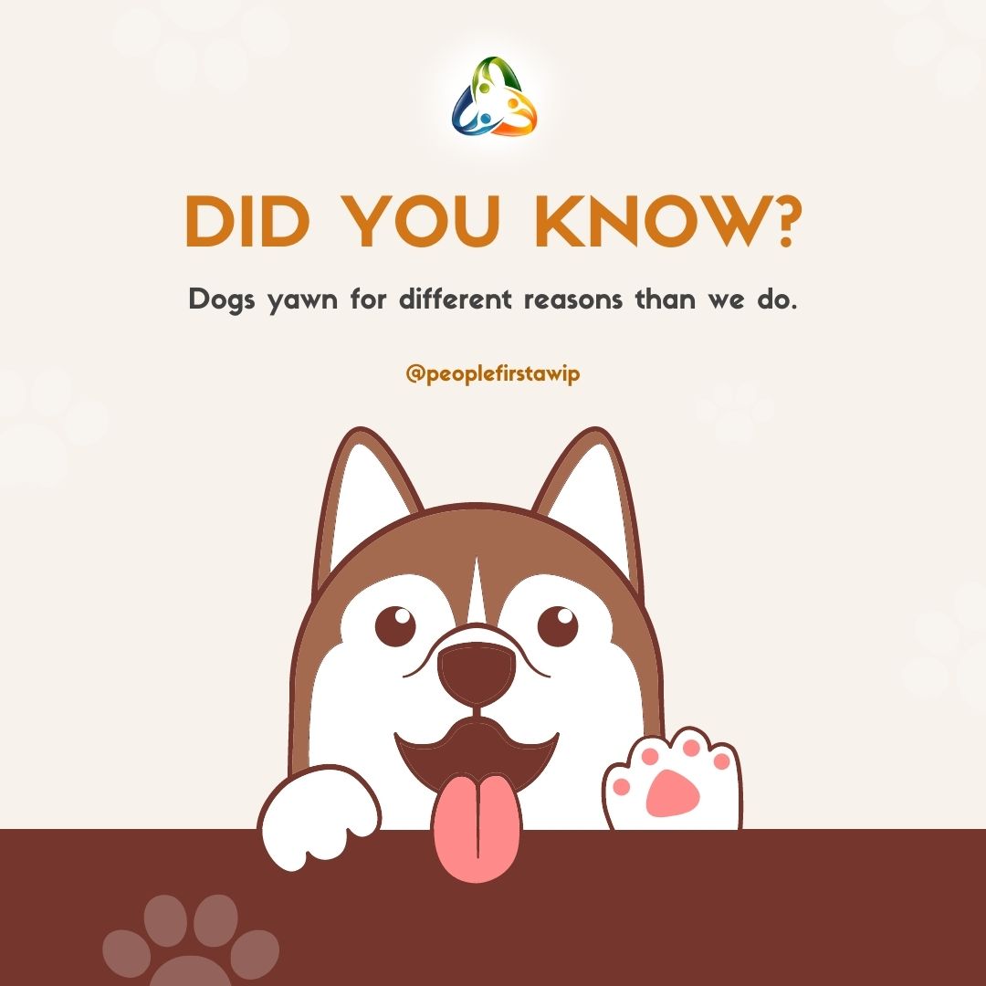 Dogs don't usually yawn because they're tired or have a buildup of CO2, the most common reason is because they're feeling anxious about something. They also do it to empathize with you when you yawn. #dogfacts #animalfacts #doglover