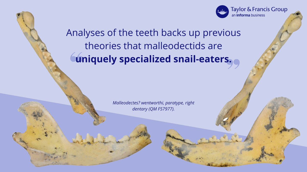 Did a tiny, 70-90g, marsupial - living in Aus 15 million years ago - love eating snails?! 🐌 The new malleodectid is described by @robinmdbeck et al. in @JVP_vertpaleo. They show it had premolars specialized for hard food🦷 spr.ly/6016OWQbM @SVP_vertpaleo #FossilFriday