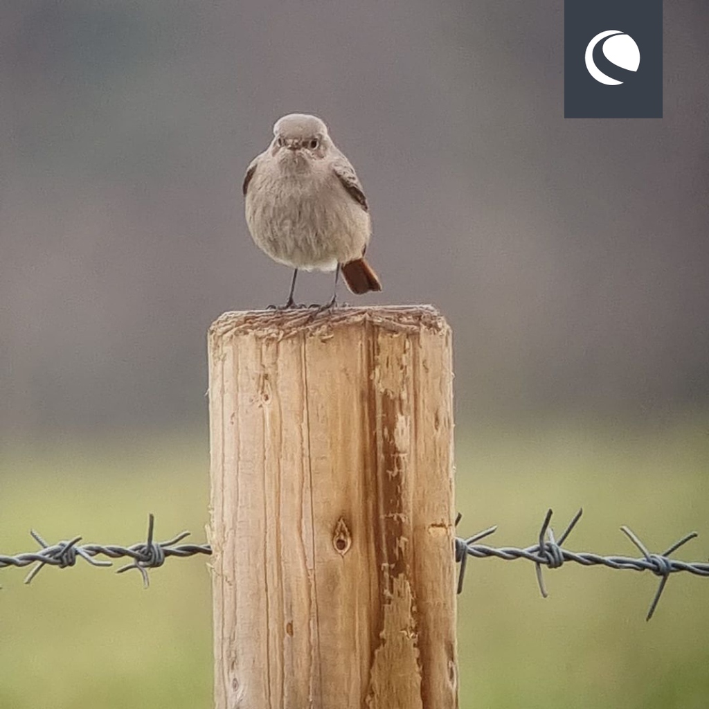 Here we have a lovely shot of a female Black Redstart caught by Carl. 

👤 @chasing__birds
🔍️ Celestron Ultima 80 ED

#celestroncommunity #wildlife #digiscoping #celestronnexyz #celestronspottingscope #spottingscope #blackredstart #femaleblackredstart #celestronuk