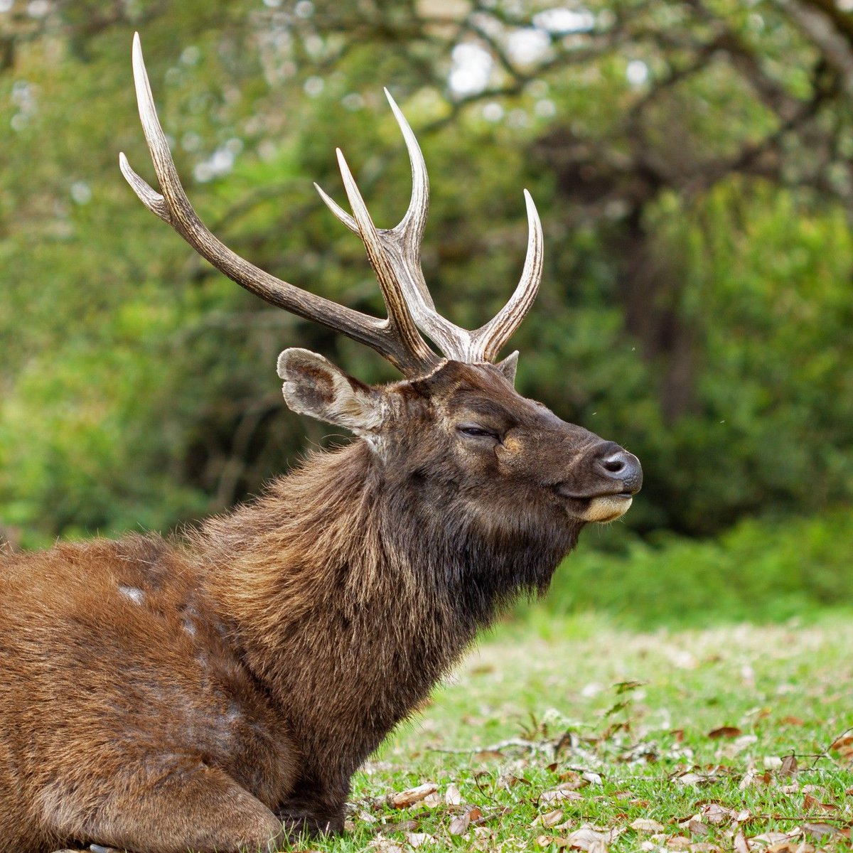 Explore and capture the serenity of the wild on your hike to Horton Plains. Here's a wonderful click by @thevindu._._ featuring the majestic sambar amidst the serene beauty of Horton Plains

#SoSriLanka #ExploreSriLanka #VisitSriLanka #SriLankaTourism #SriLankaTravel #WildLife