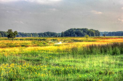 PNS_IL's tweet photo. SCOTUS Lands Gut Punch to EPA Wetland Protections https://t.co/bT665cjo52 https://t.co/i0ZuptaZUp