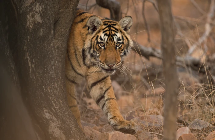 NatureEcoEvo's tweet photo. A quasi-experimental impact evaluation quantifies reduced forest loss, avoided social cost of emissions and potential carbon-offset revenue associated with India’s designation of protected areas as tiger-conservation reserves with enhanced protection. 
https://t.co/pswkikLbb5 https://t.co/yJxx4WFWZx