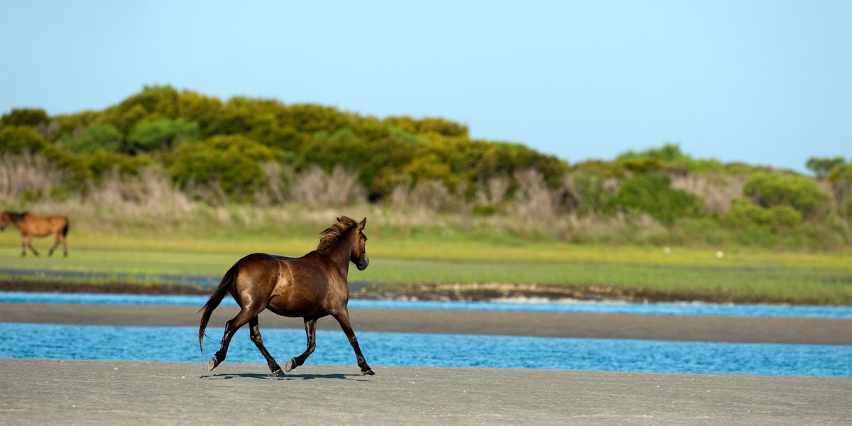 Running to the Crystal Coast like… 🐴☀️
#mycrystalcoast #thecrystalcoast #shacklefordhorses #shacklefordbanks