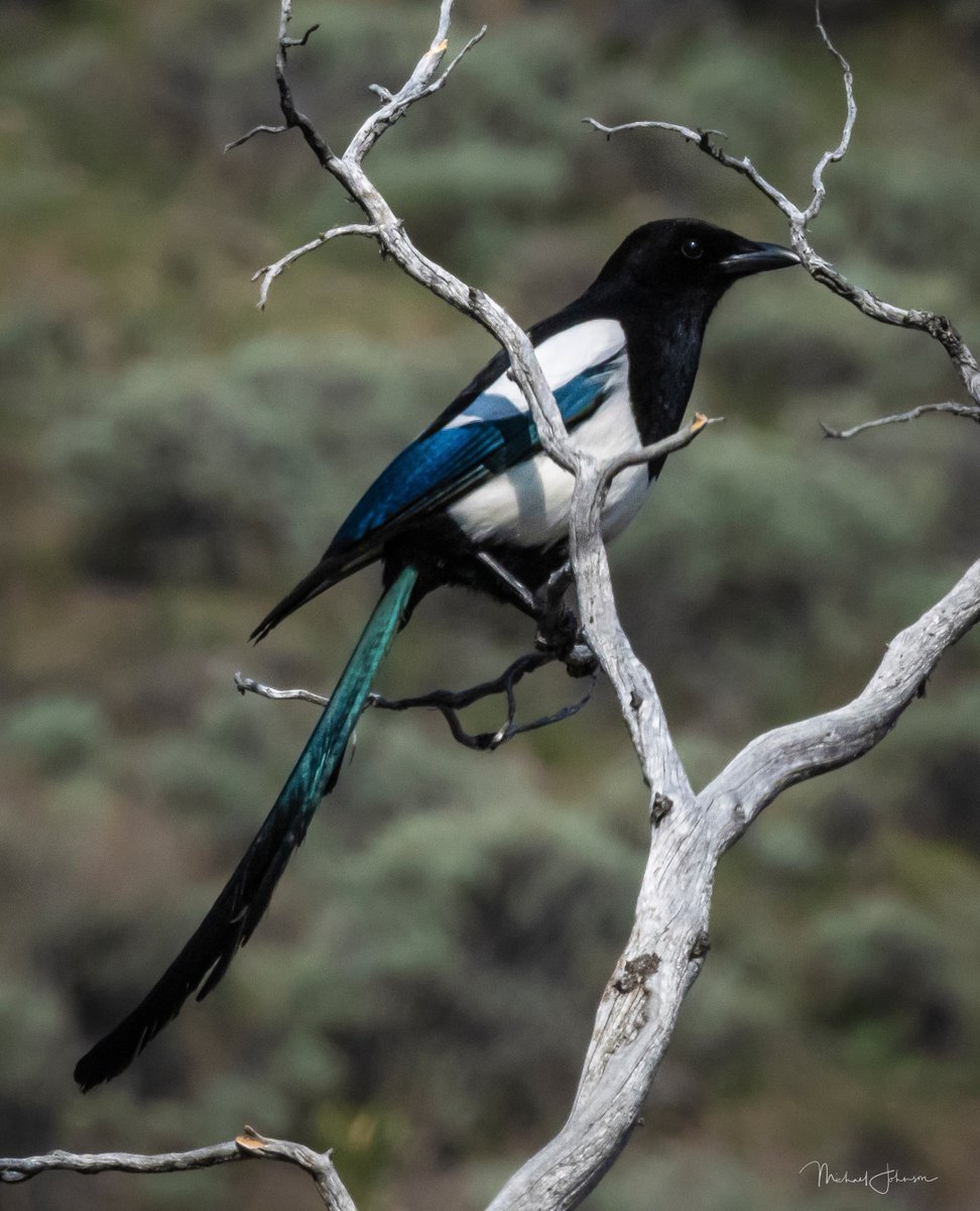 A Magpie reflects his colors in the morning sun. #yellowstonenps #nps #usfws #naturephotography #animals #animalsofinstagram #nature_perfection #wildlifephotography #ignature #animalphotography #nature_sultans #allnatureshots #fiftyshades_of_nature #wildlifeplanet