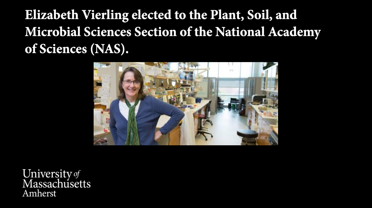 Congrats to Elizabeth Vierling in @UMassBMB on being elected to the Plant, Soil and Microbial Sciences section of the National Academy of Sciences (NAS)! Vierling leads a research group that studies the role of mitochondria in plant productivity. bit.ly/41xEkhu