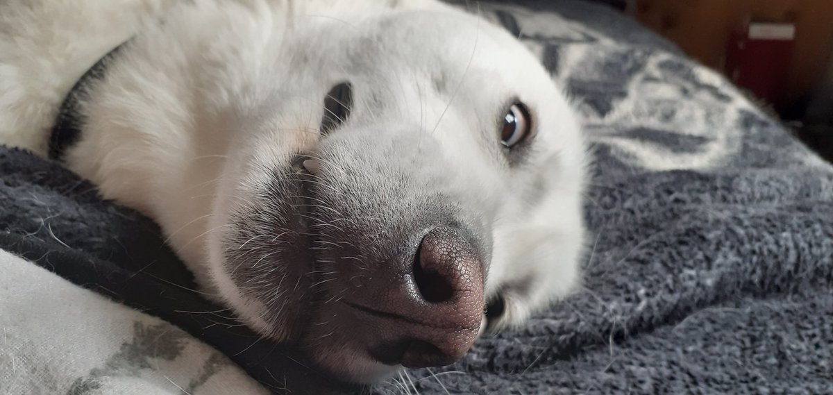 sweetexotics's tweet image. Goofy girl 🤪